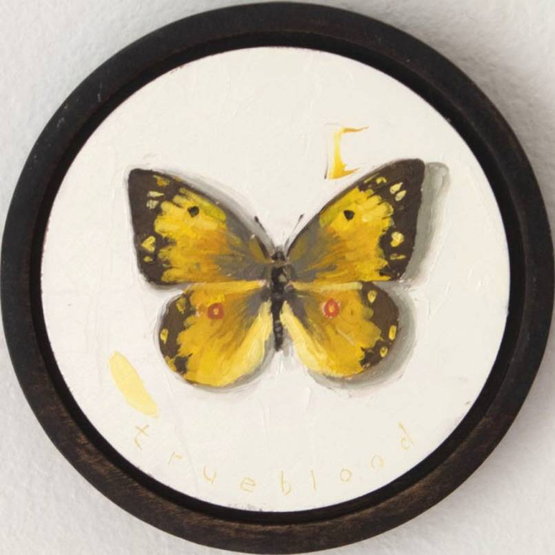 Becoming (Orange Sulphur)