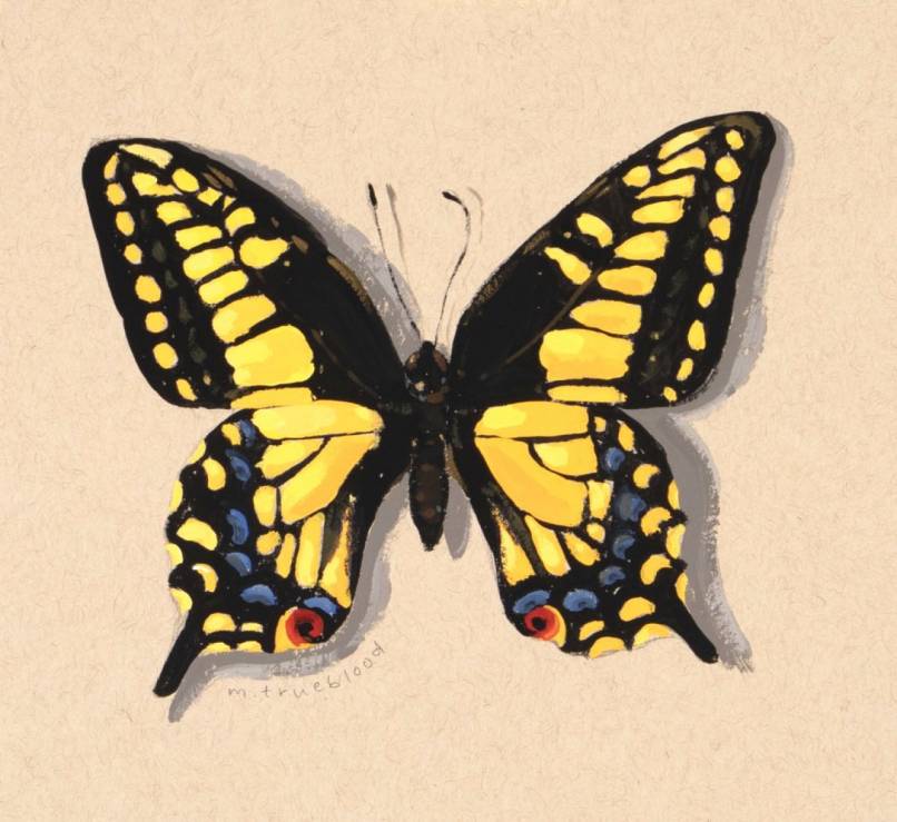 Anise Swallowtail Color Study