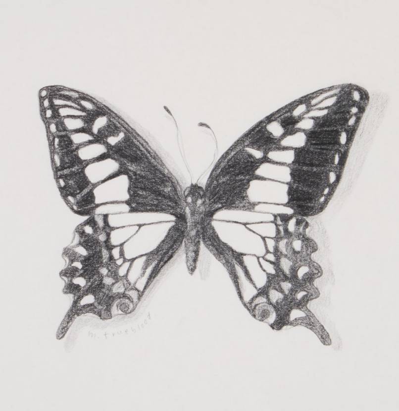 Anise Swallowtail Sketch