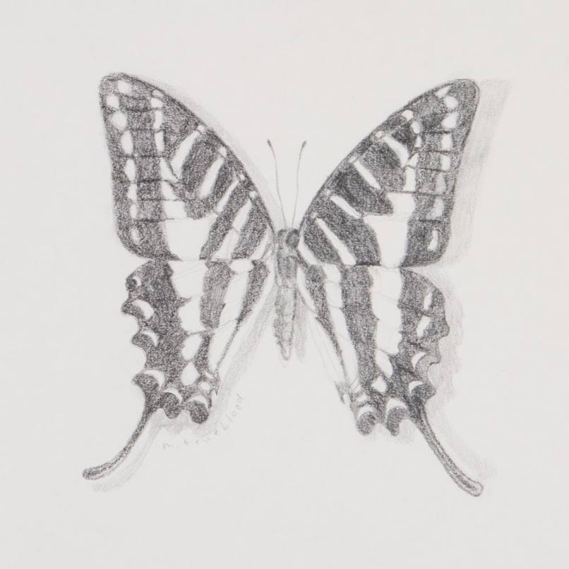 Celdadon Swallowtail Sketch