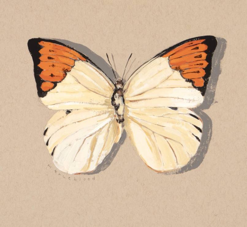 Great Orange Tip Color Study