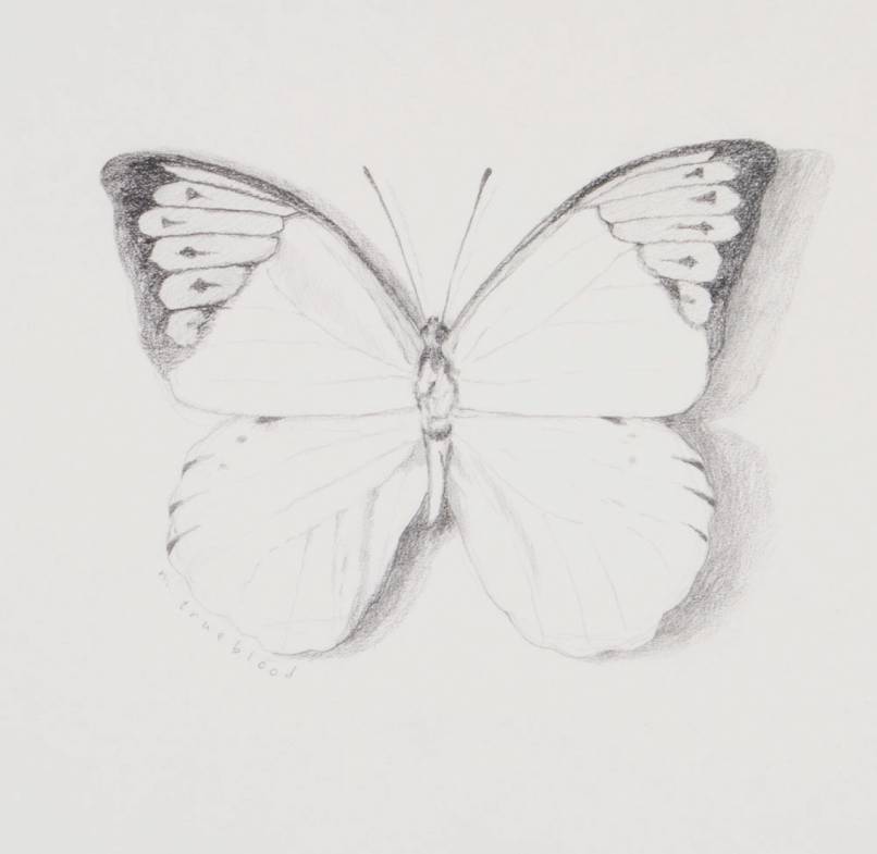 Great Orange Tip Sketch