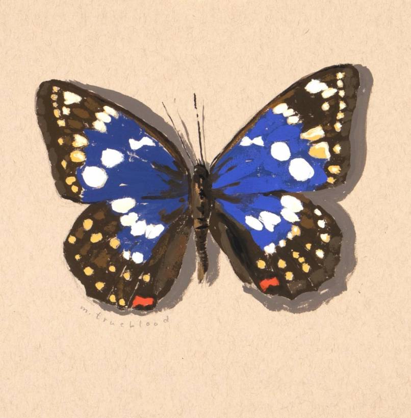 Great Purple Emperor Color Study