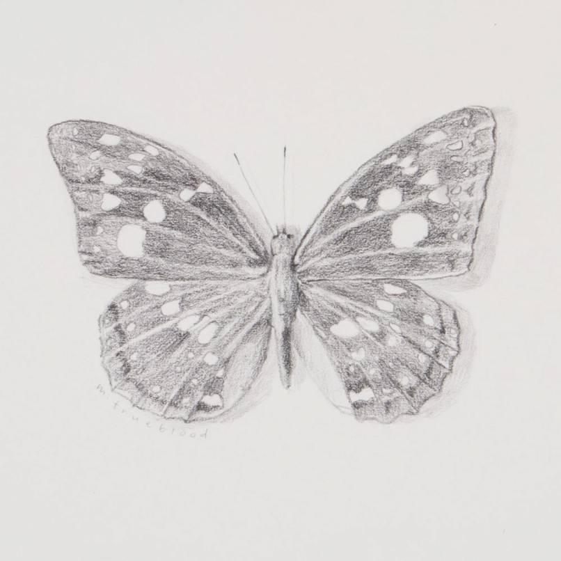 Great Purple Emperor Sketch