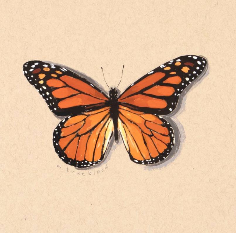 Monarch Color Study