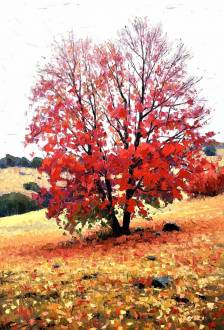 Red Maple and Dry Grass