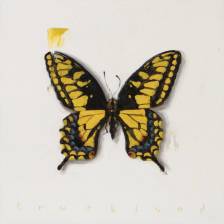 Becoming (Anise Swallowtail)