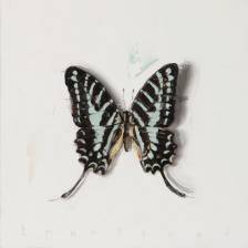 Becoming (Celadon Swallowtail)