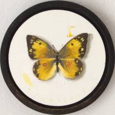 Becoming (Orange Sulphur)