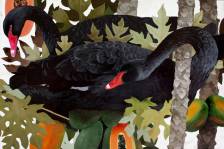 Black Swans in Papaya