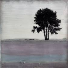 Belisama's Beech Trees