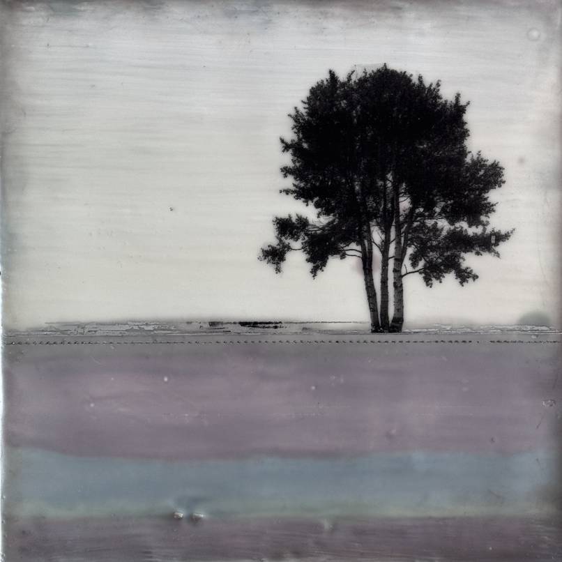 Belisama's Beech Trees