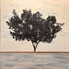 Desert Rose