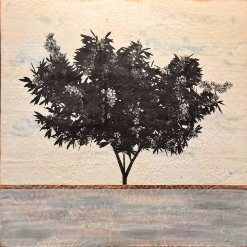 Desert Rose