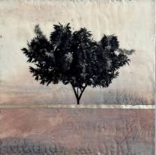 Desert Rose in Mauve