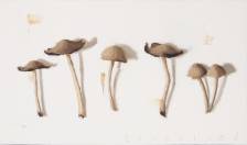Mushrooms