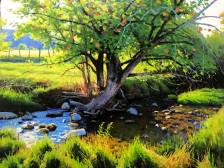 Apple Tree in a Stream