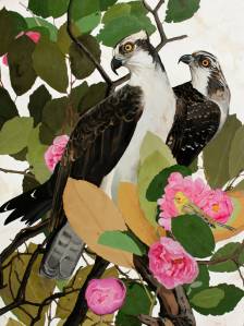 Osprey in Tree Peonies