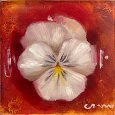 Pansy on Red