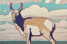 Pronghorn Summer