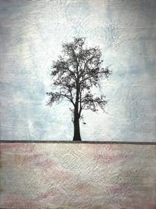 Blue Sycamore