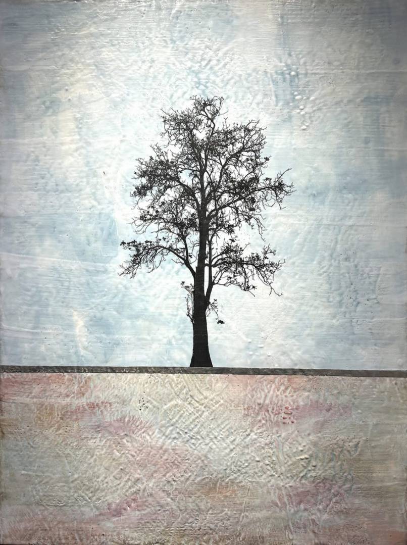 Blue Sycamore