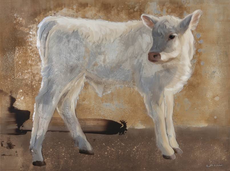 Snowy Calf
