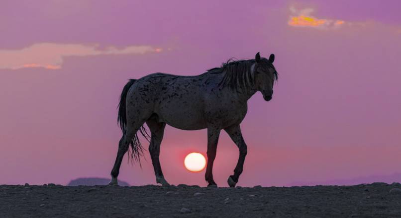 Sunset Walker