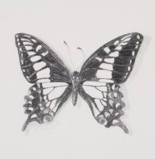 Anise Swallowtail Sketch