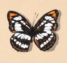 Athyma Color Study