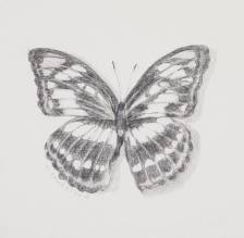 Athyma Sketch
