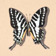 Celadon Swallowtail Color Study