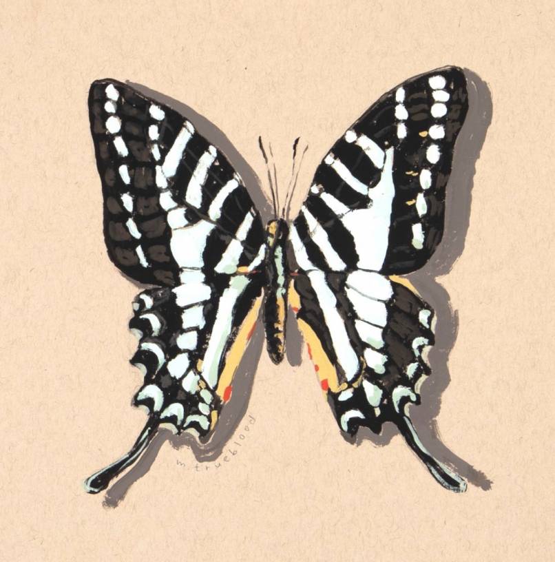 Celadon Swallowtail Color Study