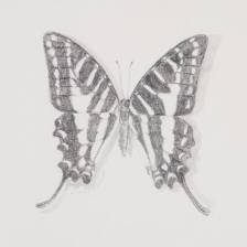 Celdadon Swallowtail Sketch