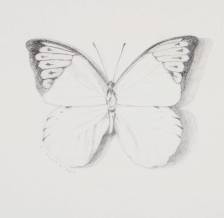 Great Orange Tip Sketch
