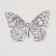 Great Purple Emperor Sketch