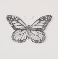 Monarch Sketch