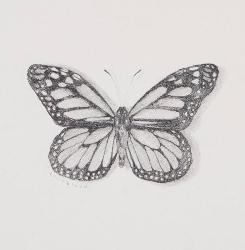 Monarch Sketch