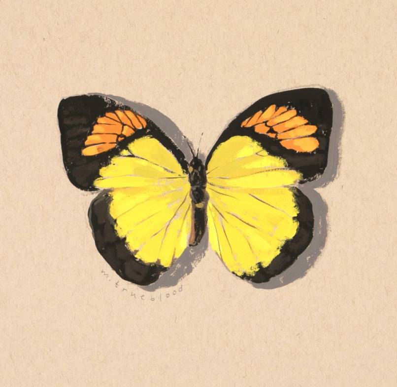 Yellow Orangetip Color Study
