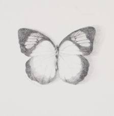 Yellow Orangetip Sketch