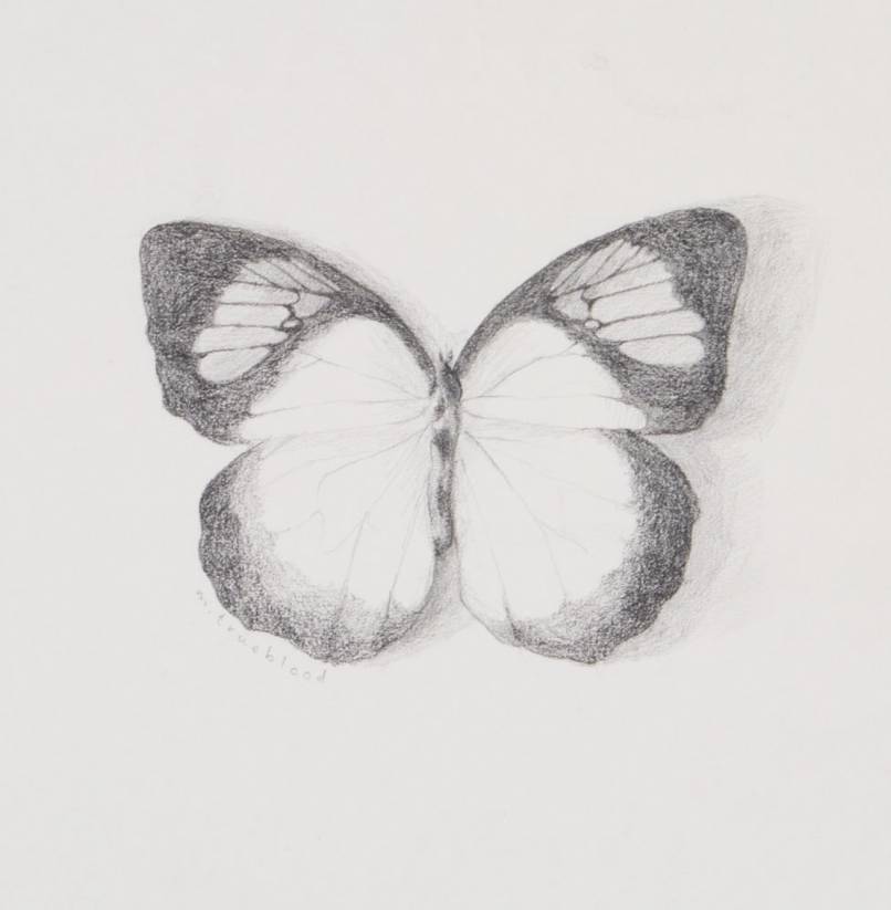 Yellow Orangetip Sketch