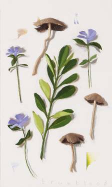 Vinca & Laurel