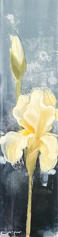 White Iris