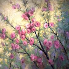 Plumb Trees in Spring