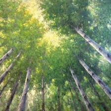 Whispering of the Trees