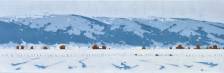 Winterlong